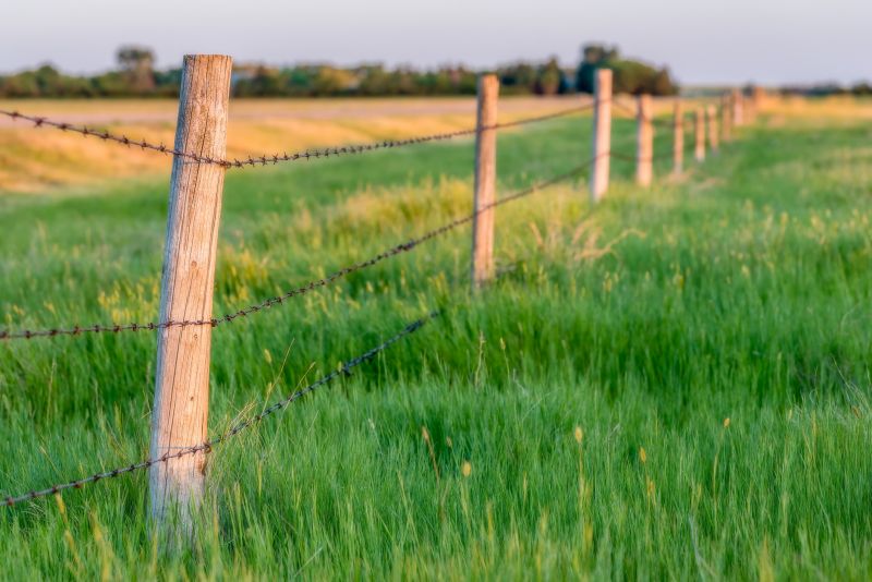 Wire Fence Painting